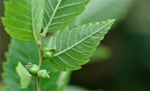 中國Ⅱ級重點保護野生植物——櫸樹