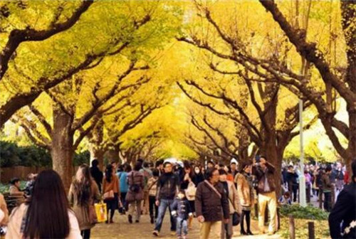 城市森林可降低熱島效應(yīng) 減少污染