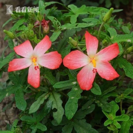 暑熱減退夏花未央 辰山植物園發布最新花訊