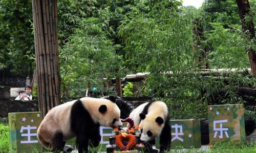 80多個(gè)大熊貓保護(hù)地有機(jī)整合劃入國家公園