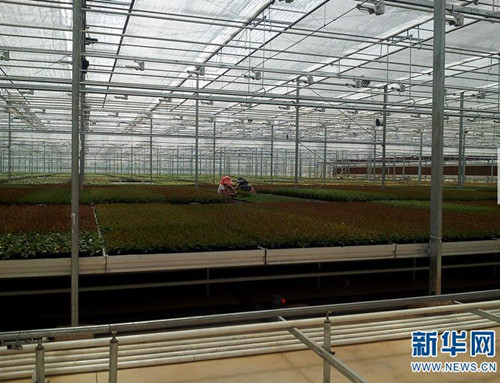 云南省花卉所：圍繞產(chǎn)業(yè)需求加快科技轉(zhuǎn)化