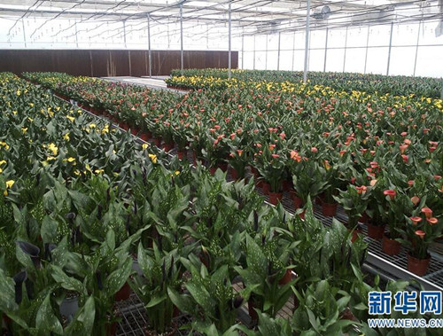 云南省花卉所：圍繞產(chǎn)業(yè)需求加快科技轉(zhuǎn)化