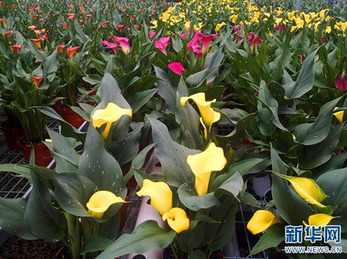 云南省花卉所：圍繞產(chǎn)業(yè)需求加快科技轉(zhuǎn)化