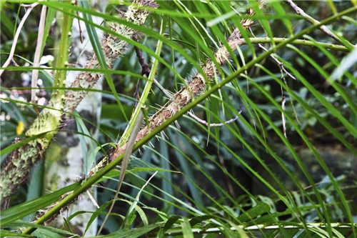  雨林谷：一個原生態(tài)的熱帶雨林植物的王國