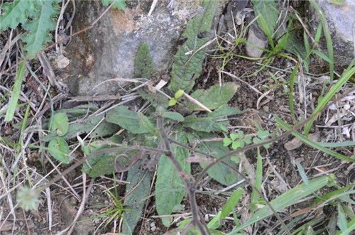 浙江省縉云大洋山發(fā)現(xiàn)植物新物種