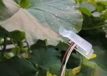 植物葉子上安裝傳感器可告知農民何時澆水