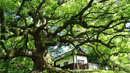 這間幾乎純玻璃制的日式茶室即將環游世界