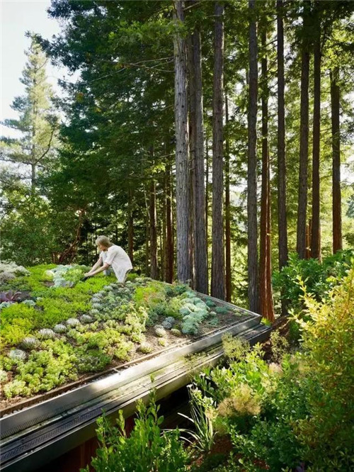 綠植代替瓦片，覆土建筑讓景觀天人合一！