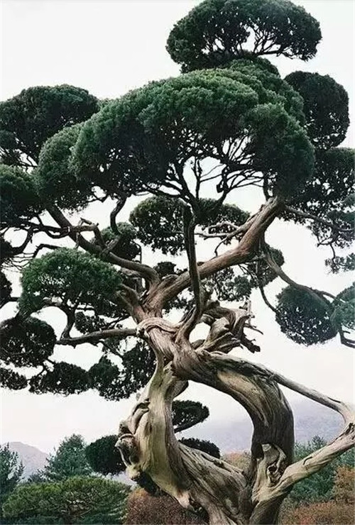 這些千年古樹，都是寶物啊