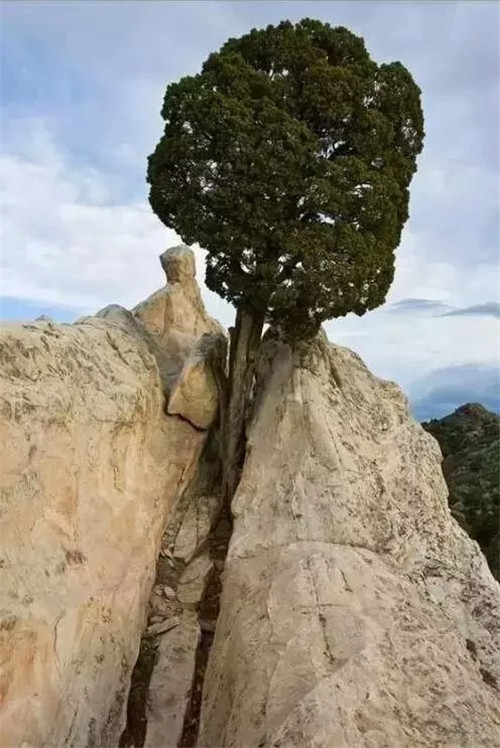 這些千年古樹，都是寶物啊