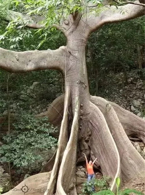 這些千年古樹，都是寶物啊