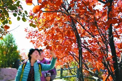 金秋北京11處園林景區(qū)宜賞紅