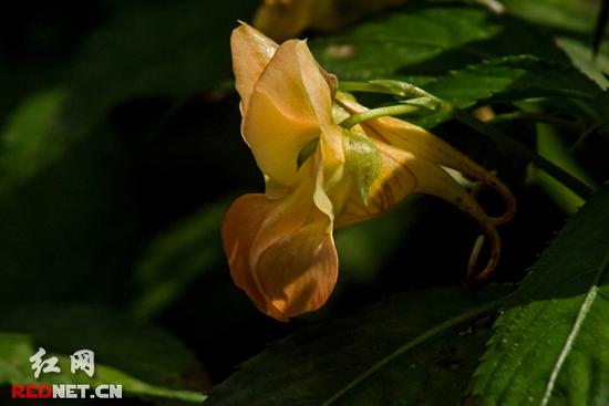 湖南齊云峰國家森林公園首次發(fā)現(xiàn)龍蝦花