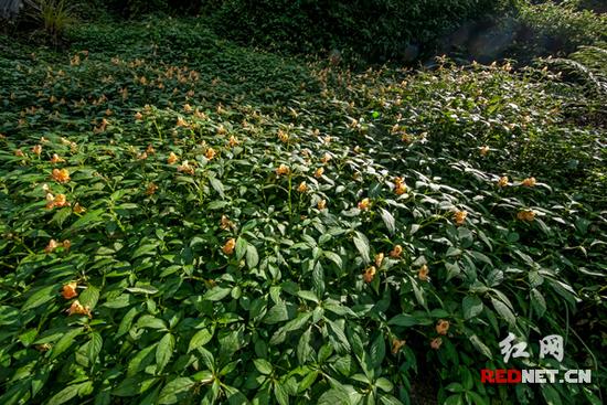 湖南齊云峰國家森林公園首次發(fā)現(xiàn)龍蝦花