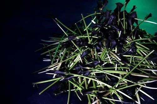 時(shí)尚、藝術(shù)、花卉 一場盛開的對話
