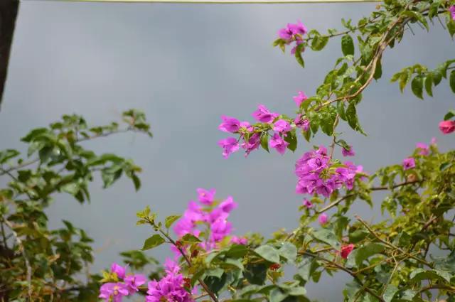 哀牢山自然保護(hù)區(qū)，種植業(yè)的沒(méi)落