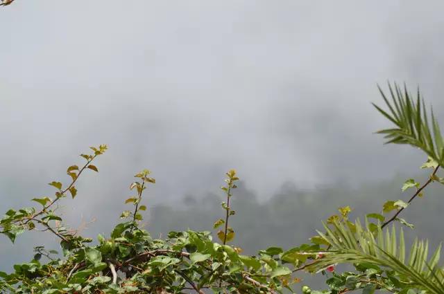 哀牢山自然保護(hù)區(qū)，種植業(yè)的沒(méi)落