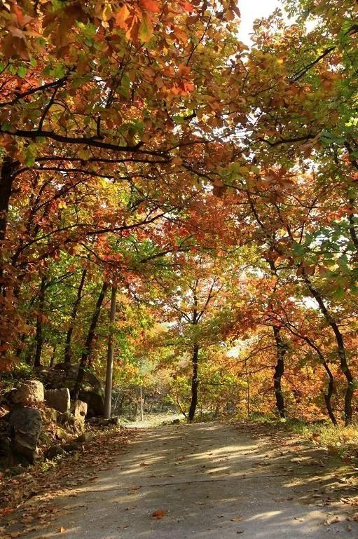 來大楊山國家森林公園邂逅真正的秋天