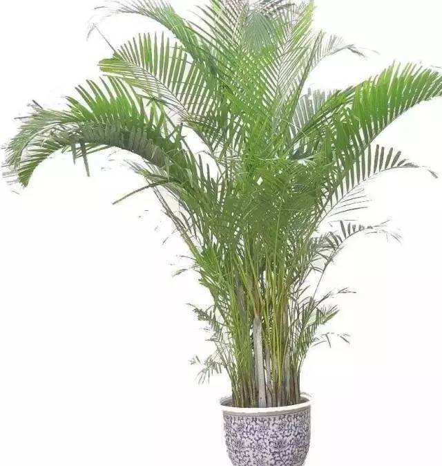 植物也看氣質(zhì)，哪種花卉更適合你的家？