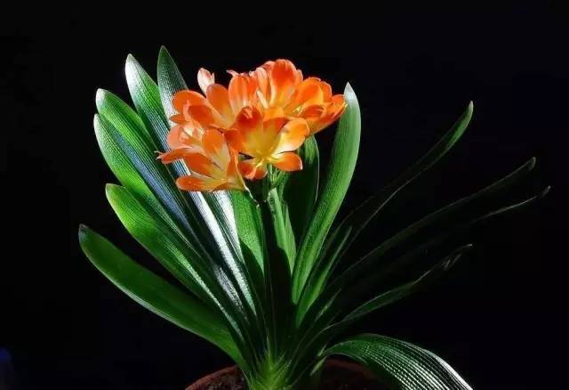 植物也看氣質(zhì)，哪種花卉更適合你的家？