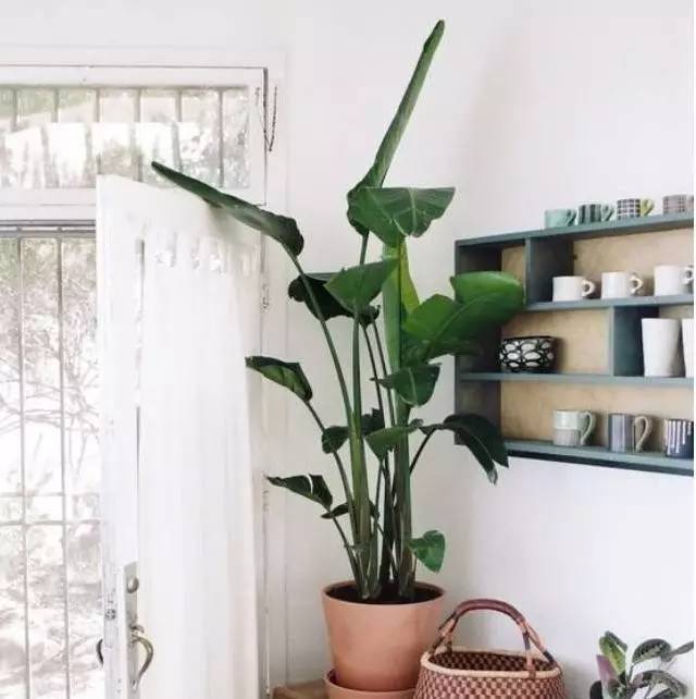 植物也看氣質(zhì)，哪種花卉更適合你的家？