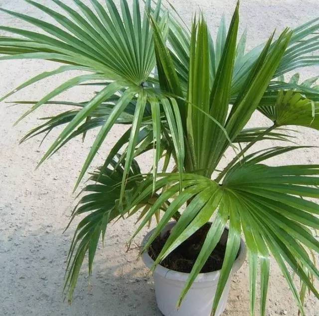 植物也看氣質(zhì)，哪種花卉更適合你的家？