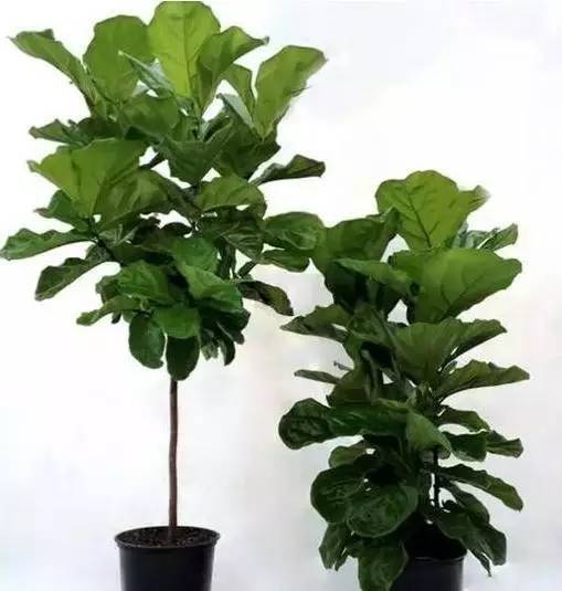 植物也看氣質(zhì)，哪種花卉更適合你的家？
