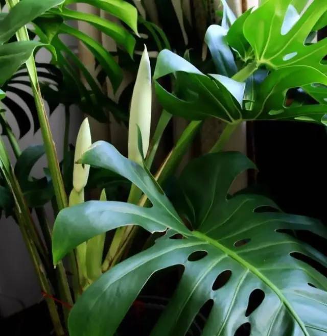 植物也看氣質(zhì)，哪種花卉更適合你的家？