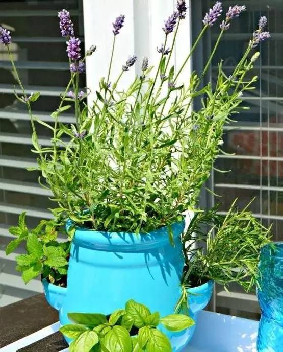 植物也看氣質(zhì)，哪種花卉更適合你的家？
