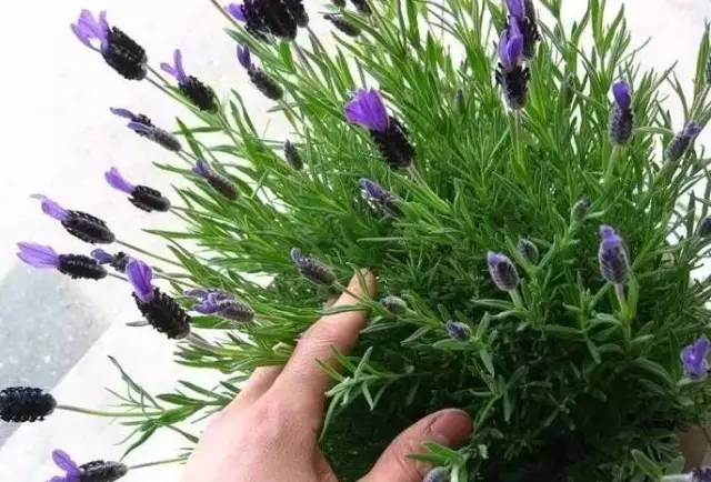 植物也看氣質(zhì)，哪種花卉更適合你的家？