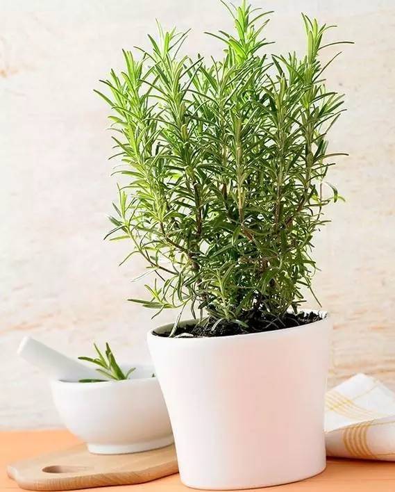 植物也看氣質(zhì)，哪種花卉更適合你的家？