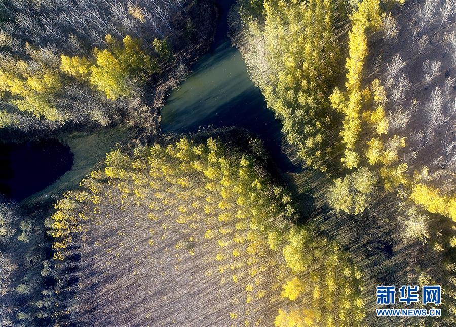 天津水庫濕地防護(hù)林泛黃凋落 美景如畫