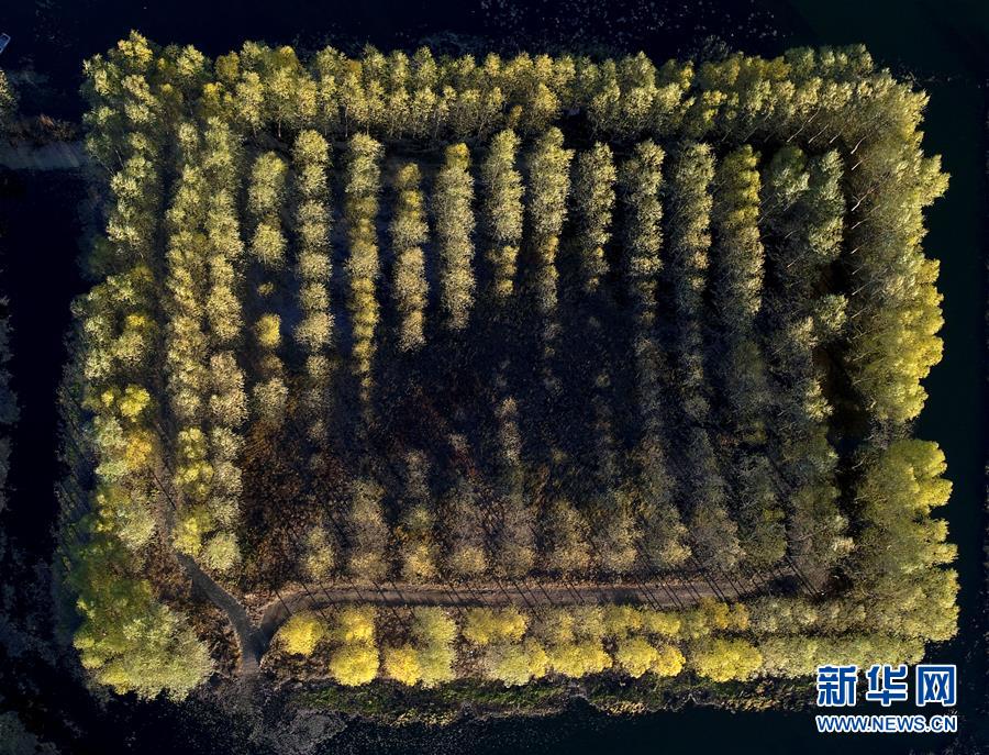 天津水庫濕地防護(hù)林泛黃凋落 美景如畫