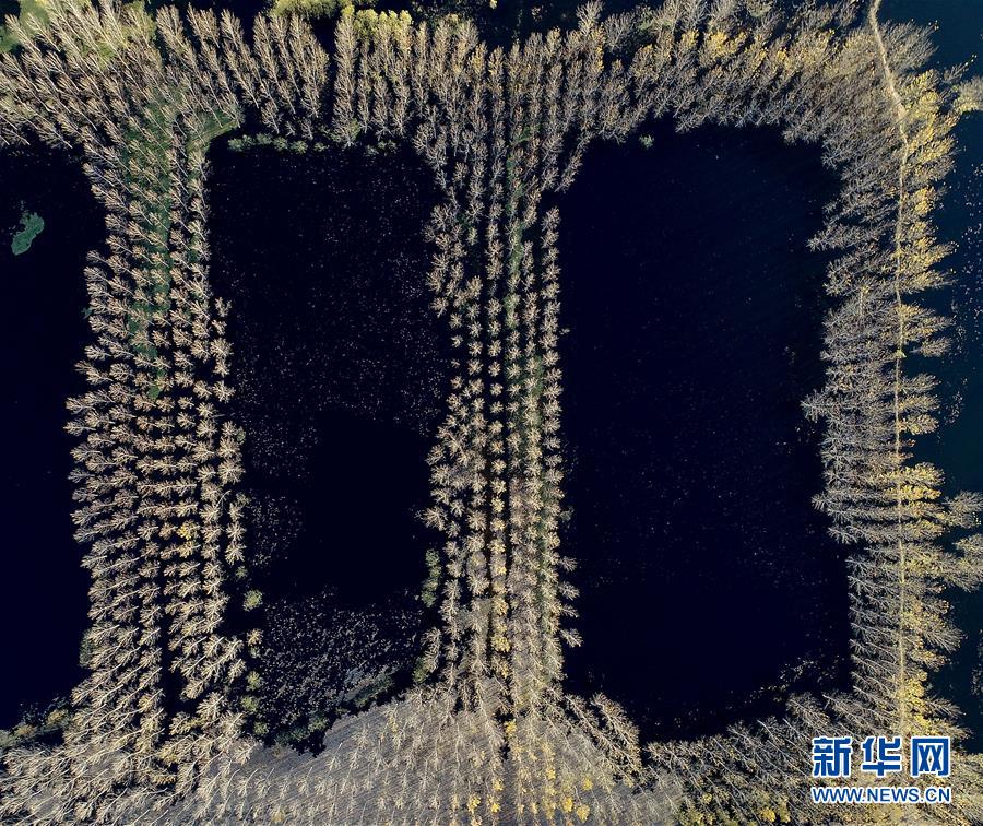 天津水庫濕地防護(hù)林泛黃凋落 美景如畫