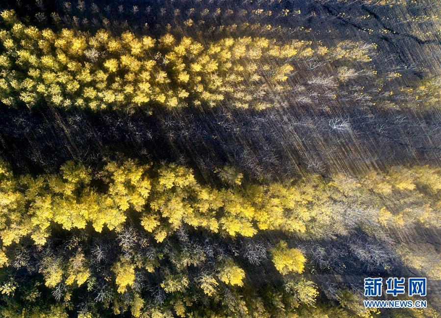 天津水庫濕地防護(hù)林泛黃凋落 美景如畫