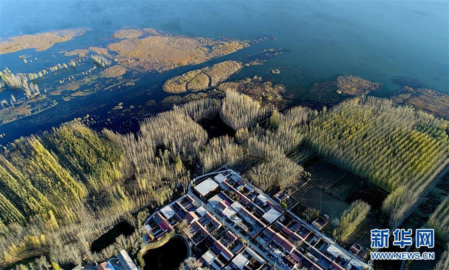 天津水庫濕地防護(hù)林泛黃凋落 美景如畫