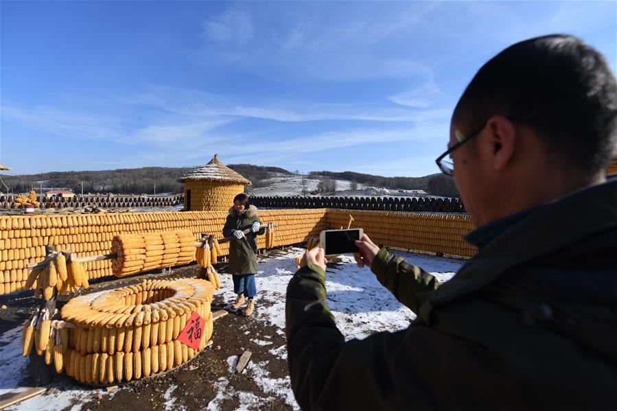 3萬根玉米打造東北農村特色院落景觀