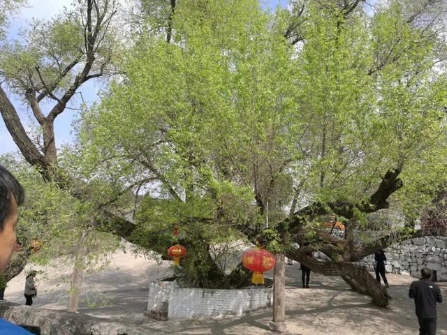 太行山壯觀的這些古樹(shù)