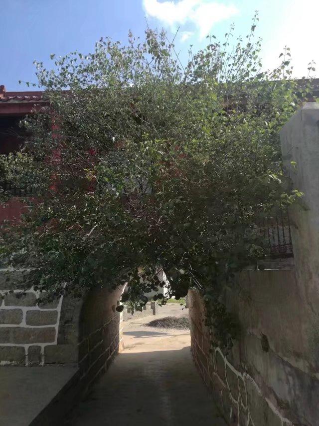 太行山壯觀的這些古樹(shù)