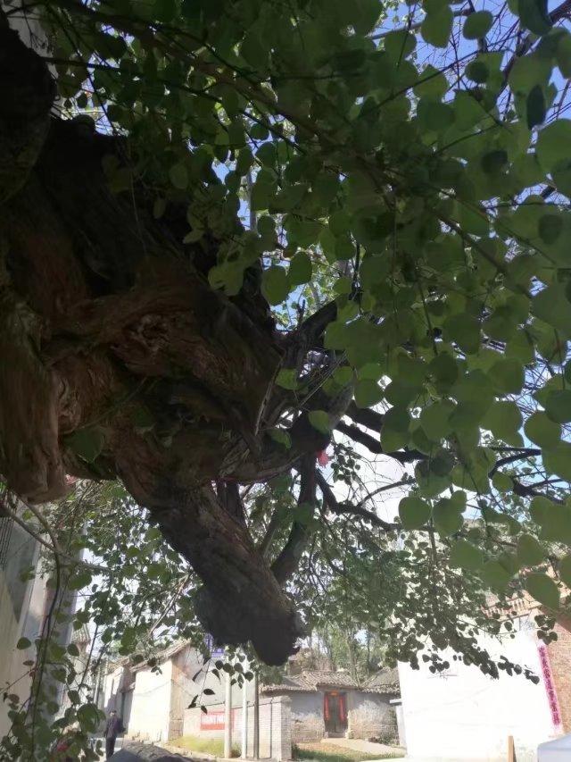 太行山壯觀的這些古樹(shù)