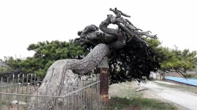 太行山壯觀的這些古樹(shù)