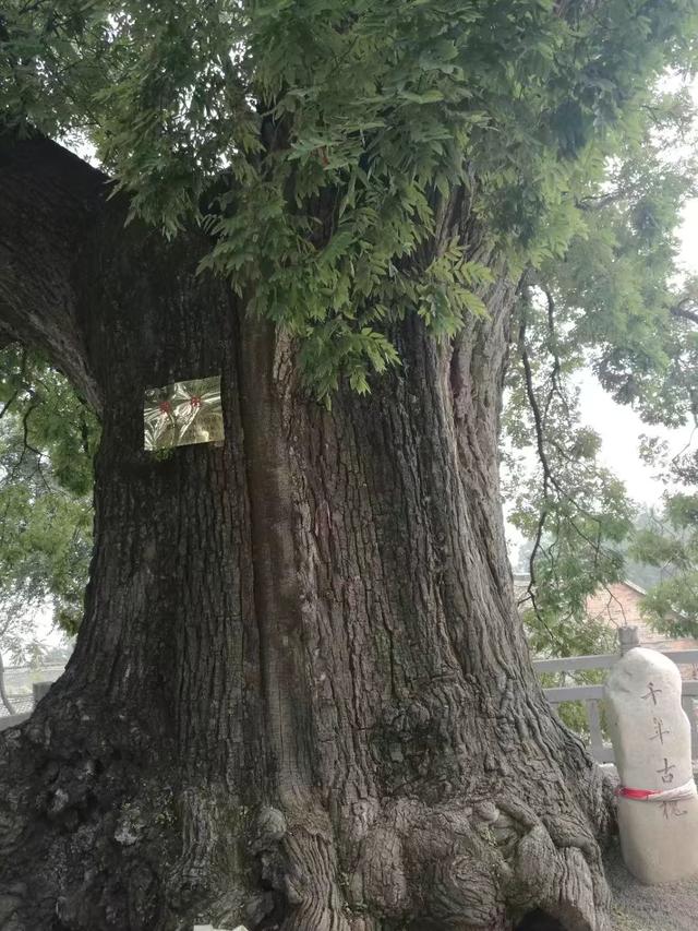 太行山壯觀的這些古樹(shù)