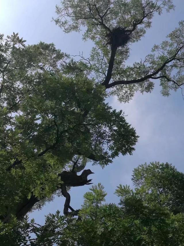 太行山壯觀的這些古樹(shù)
