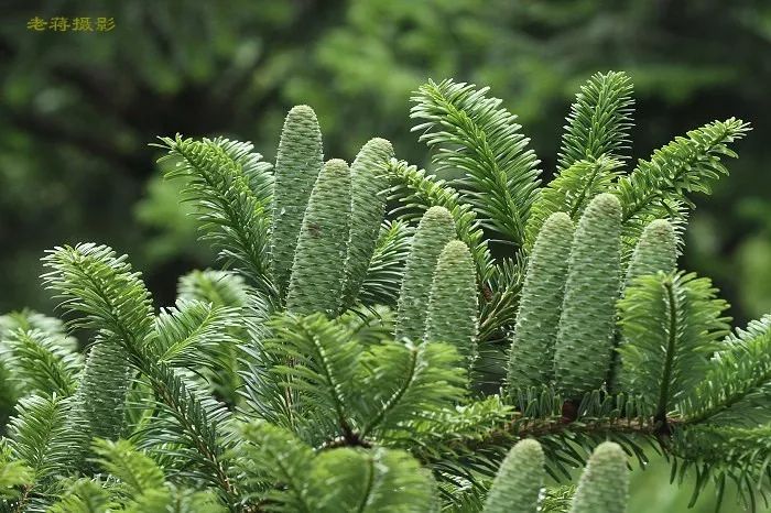 中科院植物學(xué)博士帶你認(rèn)識瀕危植物