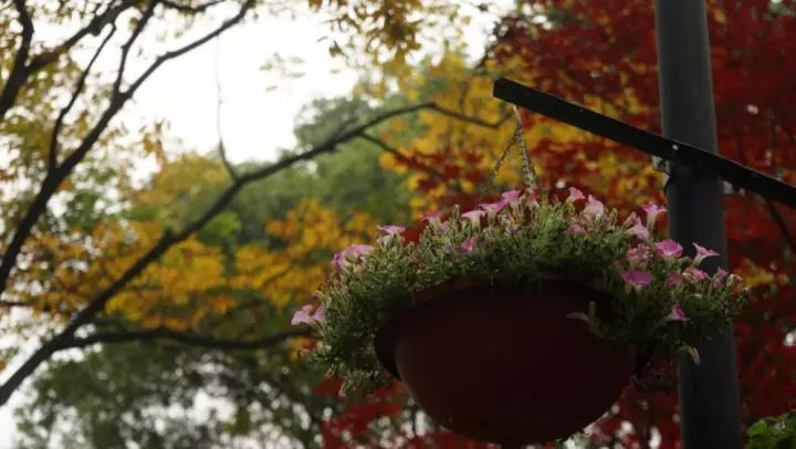 中科院植物學(xué)博士帶你認(rèn)識瀕危植物