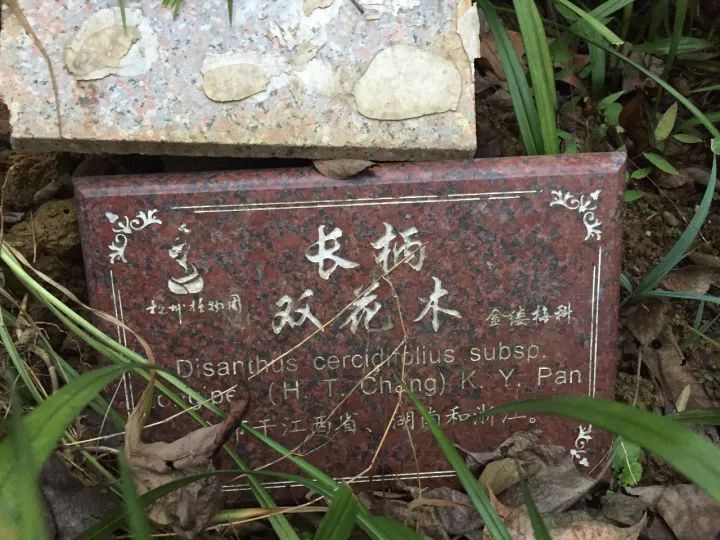 中科院植物學(xué)博士帶你認(rèn)識瀕危植物