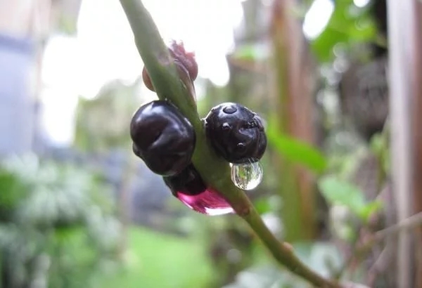 農(nóng)村一種觀賞類植物，號稱“天然補鈣劑”