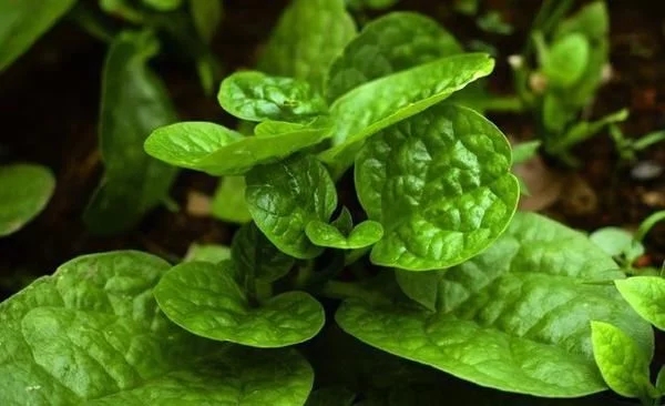 農(nóng)村一種觀賞類植物，號稱“天然補鈣劑”
