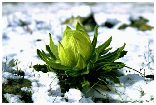 非法采伐二級保護植物雪蓮處罰很嚴重