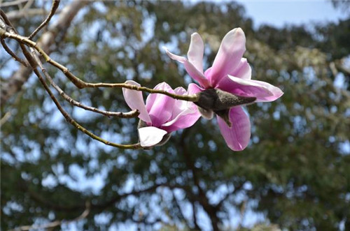 林深景美的云南寶臺(tái)山國(guó)家森林公園